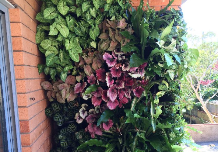 Balcony with a large, leafy vertical garden covering one of the red brick walls.
Source: Rcm Projects
