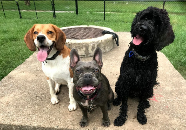 Three dogs sitting at the park