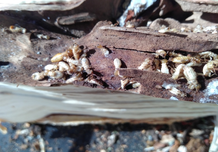 Dozens of white ants crawl through old wood.
