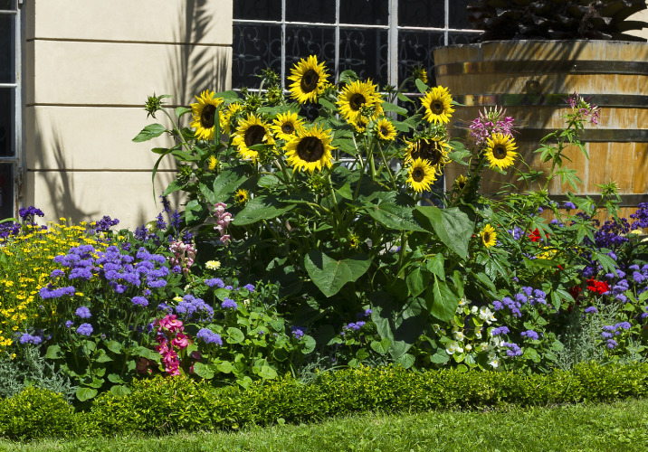 a patch of flowers, including sunflowers, in a backyard