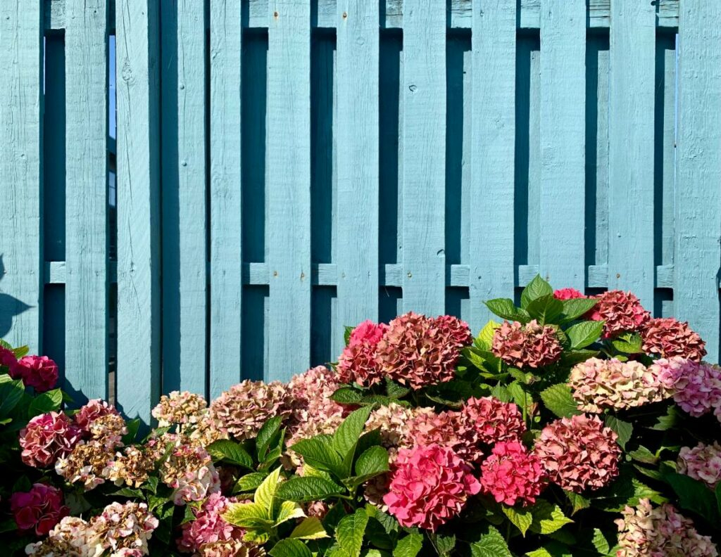 A striking bright blue fence that makes a statement