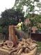 All Stumps tree service