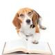 Beagle Bookkeeping Services
