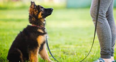 Dog Training Cost Guide