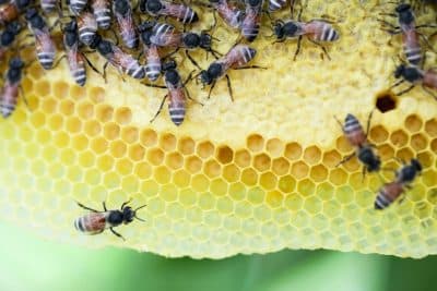 Bee and Wasp Removal Cost Guide
