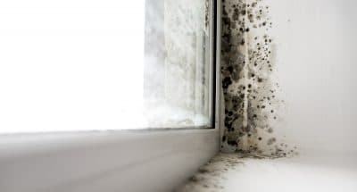 Mould Removal Cost Guide
