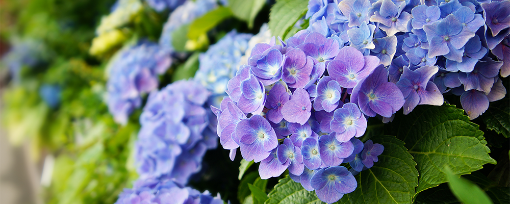 blue hydrangeas flowers