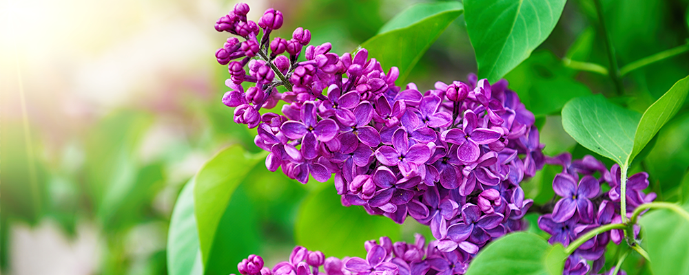 purple lilac flower meanings love romance