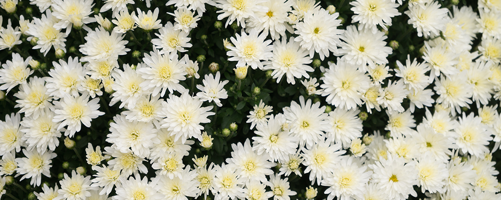 white daisies flower meanings represent