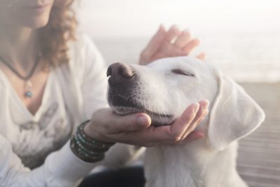 5 Ways to Prepare for a New Dog