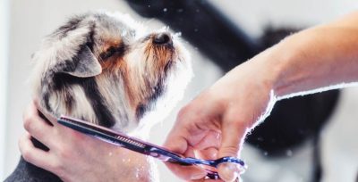 Dog Grooming Cost Guide