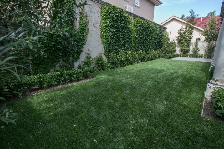 Backyard with large grassed area with high walls with vines growing up them.