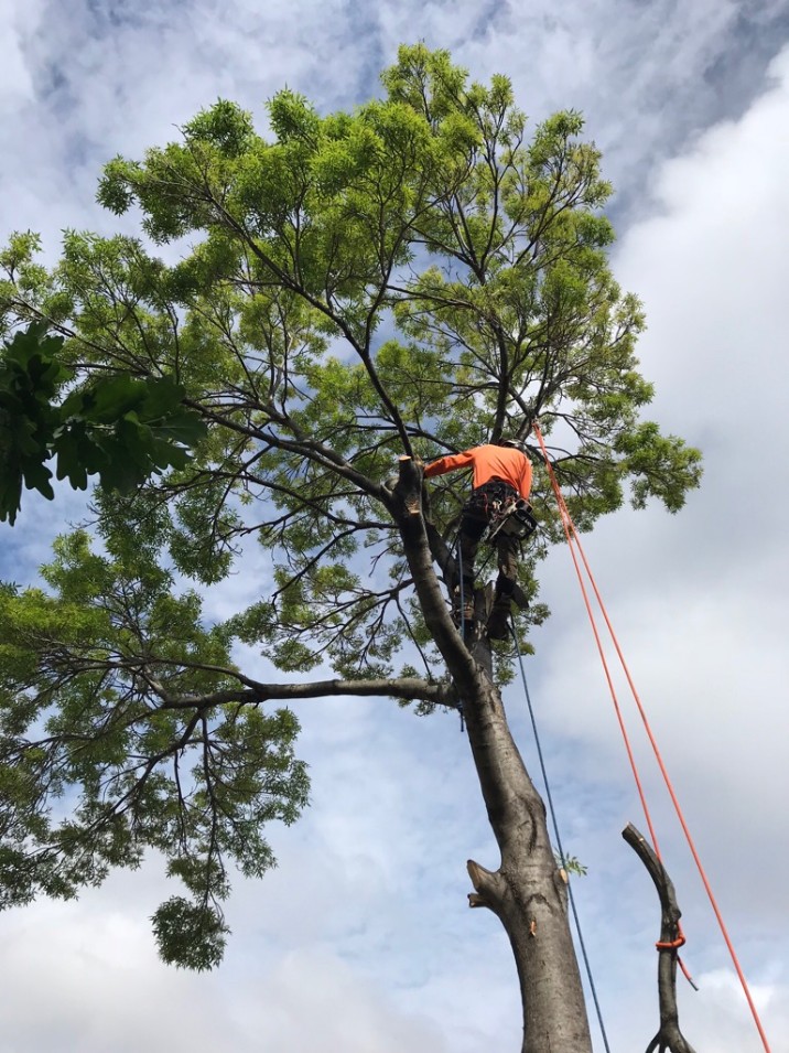 Person in orange hi vis high up a large tree using a rope to lower a branch.