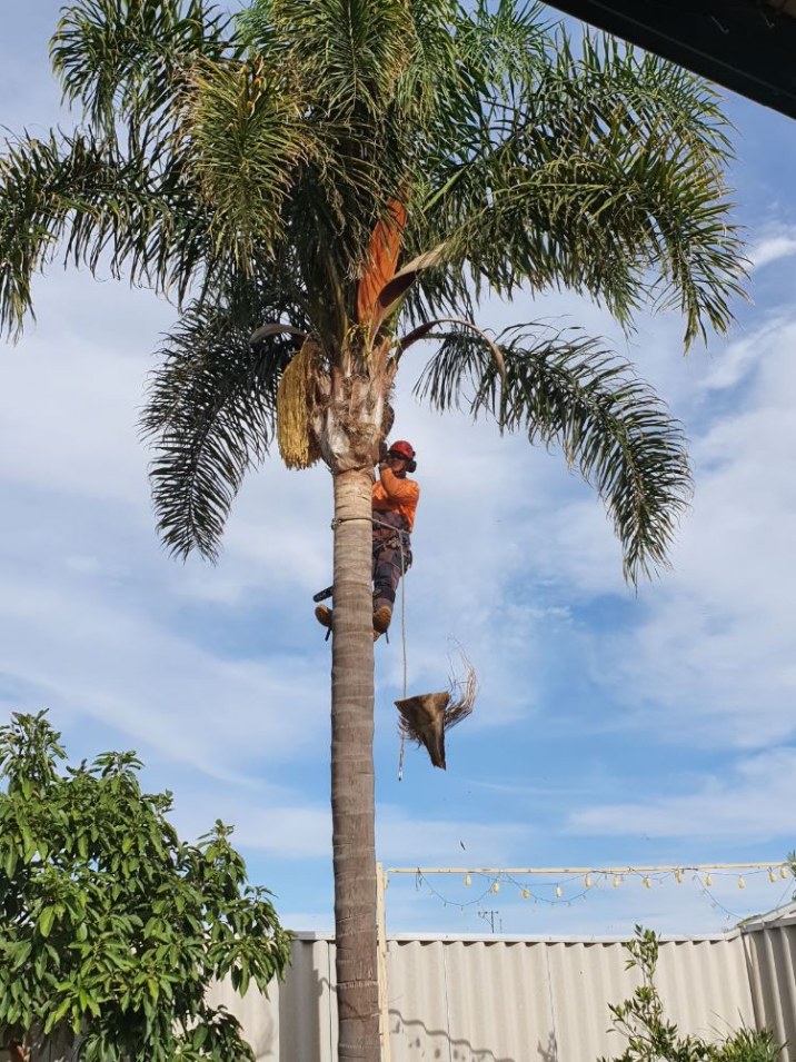 Man in orange hi vis strapped into a large palm tree with a branch hanging from his side. 