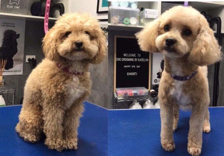 cavoodle grooming