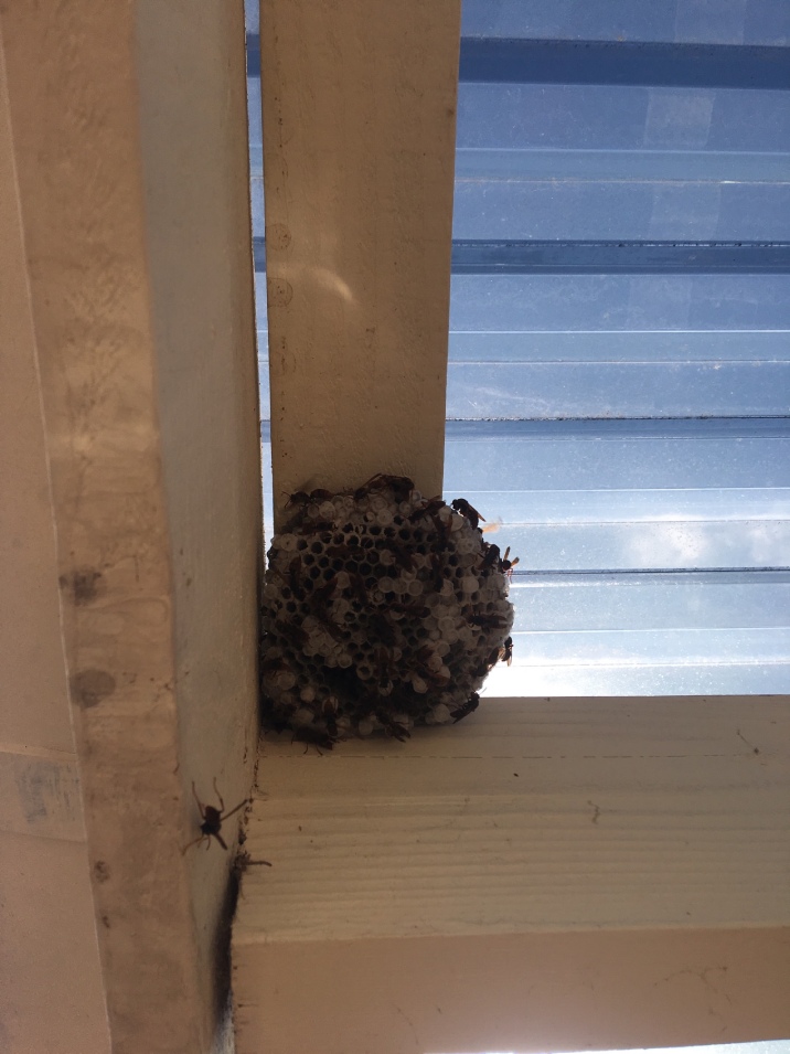 A large wasp nest in the corner of a roof with wasps all over it.