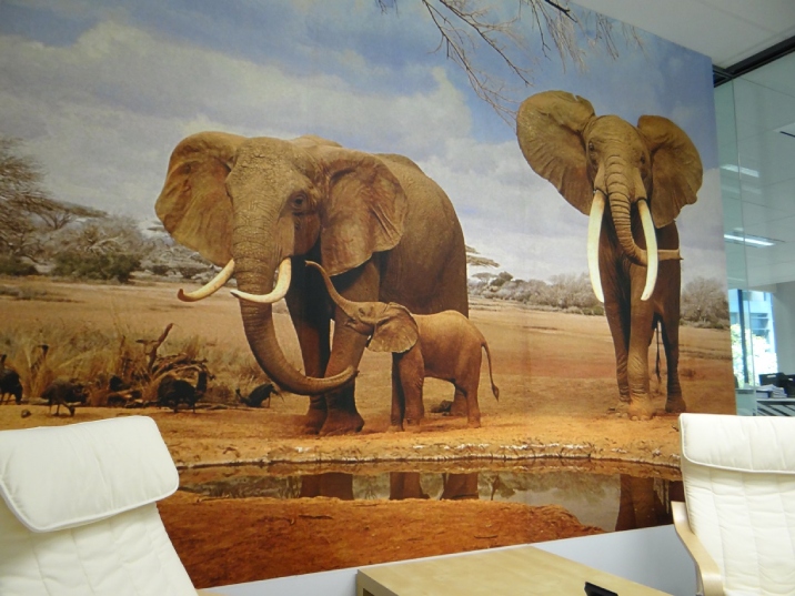 A large wallpaper in an office building depicts two adult and one baby elephant near a watering hole.