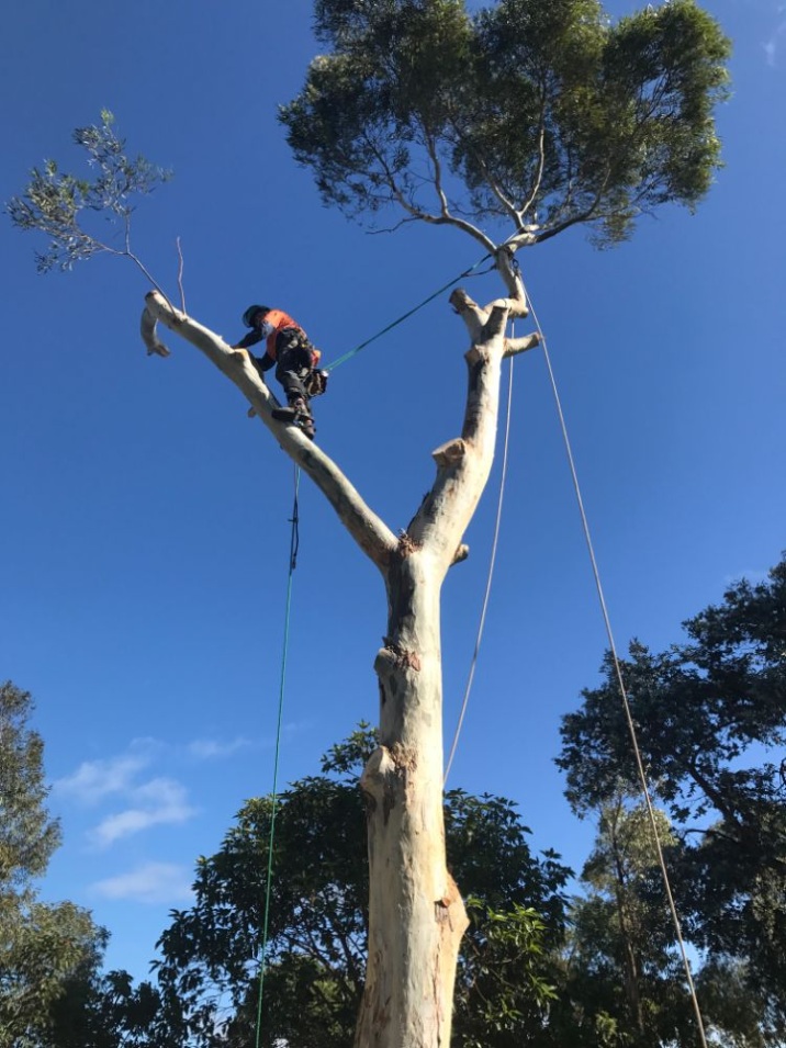 Man is strapped to a large gum tree in preparation to cut it down.
