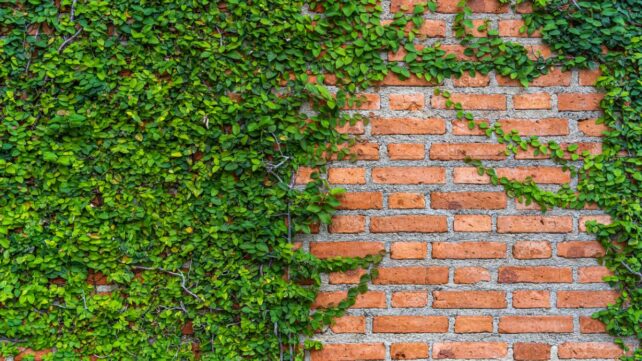 an orange brick wall half covered in vining leaves